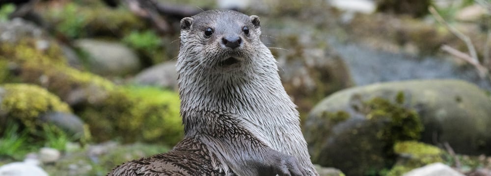 Europäischer Fischotter im Zoo Zürich.