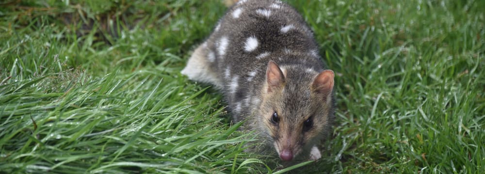 Tüpfelbeutelmarder