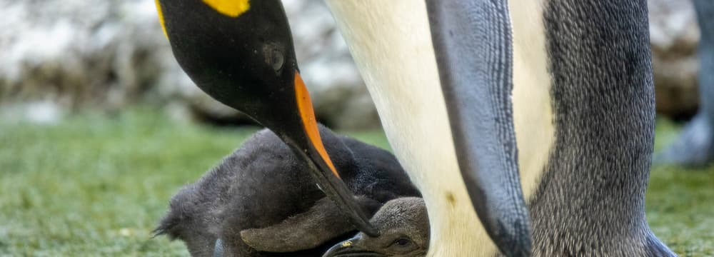 Junger Königspinguin im Zoo Zürich.