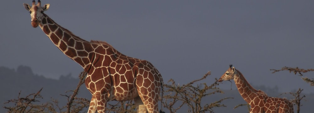 Netzgiraffe in der Lewa Wildlife Conservancy in Kenia.