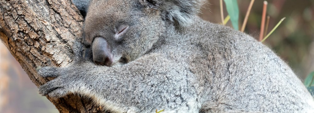 Koala Maisy im Zoo Zürich.