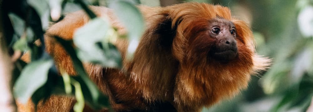Leadimage Tierlexikon Goldgelbes Löwenäffchen