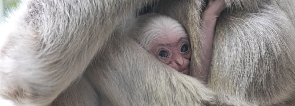 Junger Kappengibbon im Zoo Zürich.
