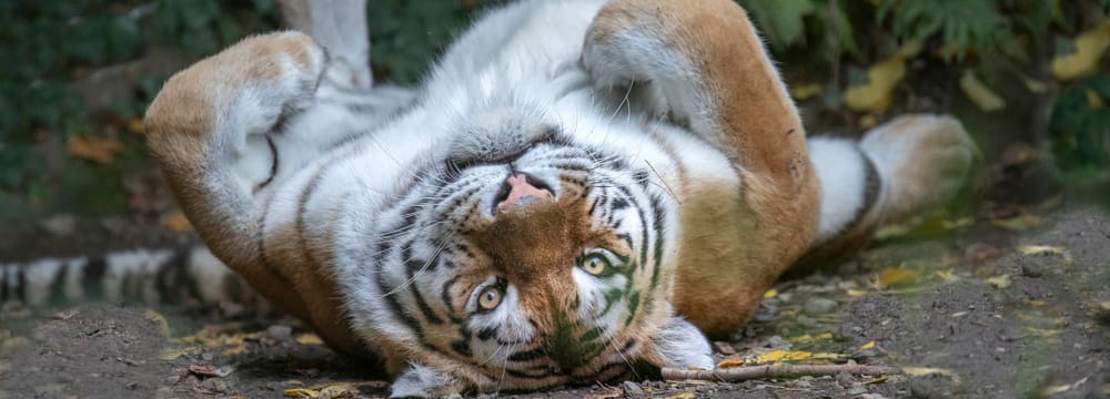 Amurtiger Irina im Zoo Zürich.