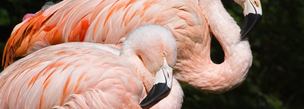 Chileflamingo im Zoo Zürich.