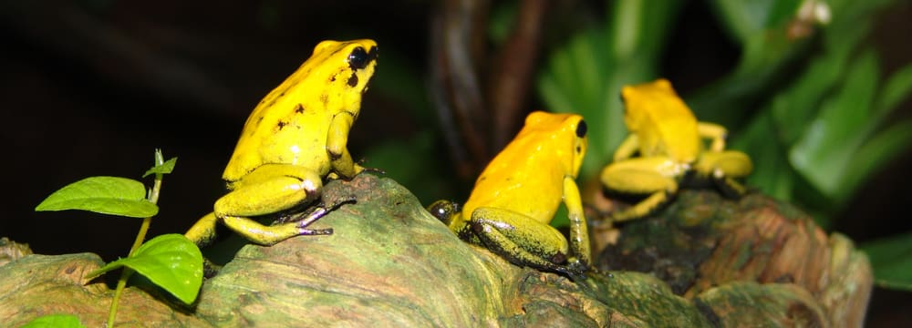 Goldener Pfeilgiftfrosch im Zoo Zürich.