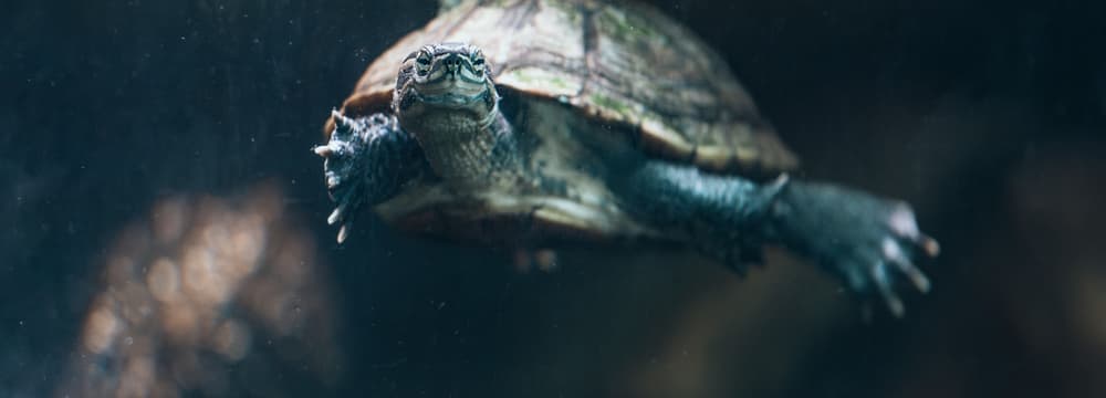 Annam-Bachschildkröte im Zoo Zürich.