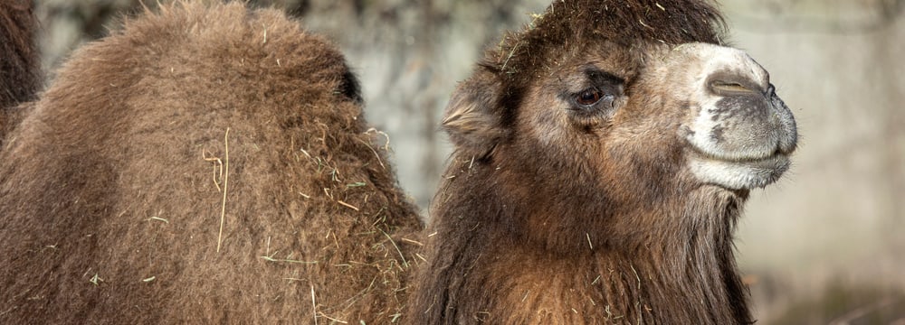 Trampeltier im Zoo Zürich (2022).
