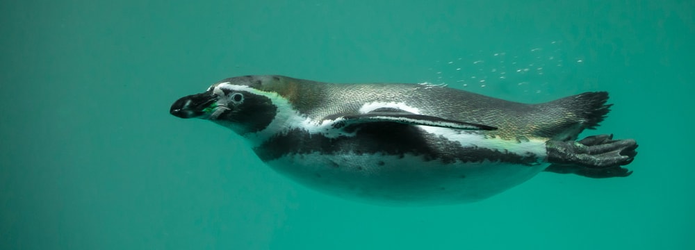 Humboldtpinguin im Zoo Zürich