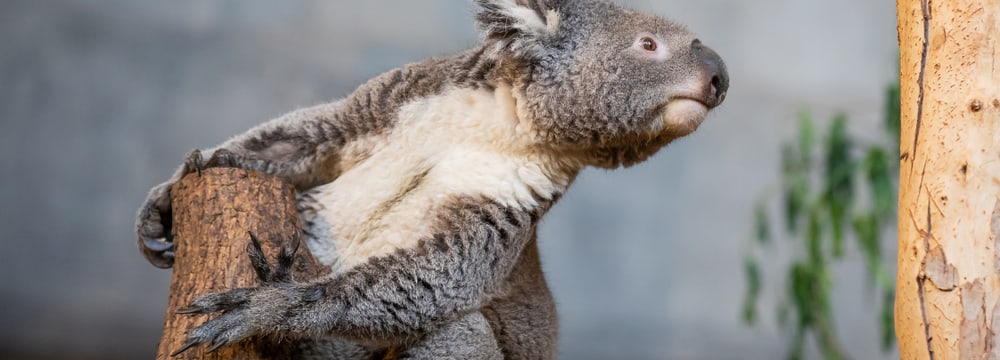Koala Mikey im Zoo Zürich.