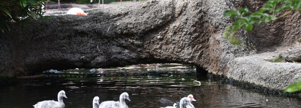 Junge Schwarzhalsschwäne mit Ziehmutter im Zoo Zürich.