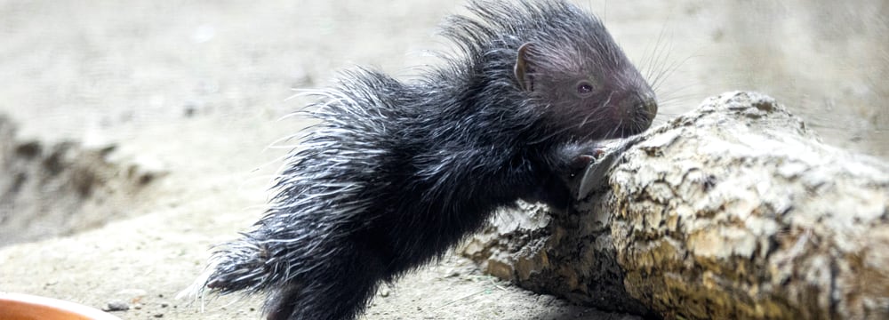 Stachelschwein Jungtier im Zoo Zürich.