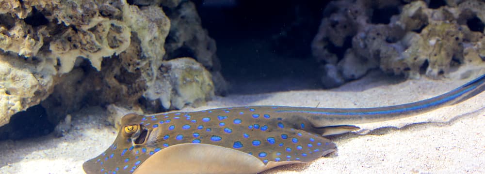 Blaupunktrochen im Aquarium des Zoo Zürich.