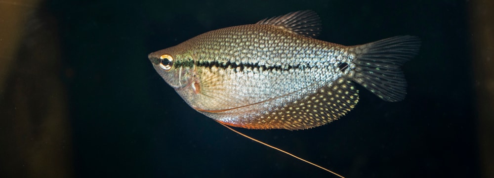 Gourami perlé