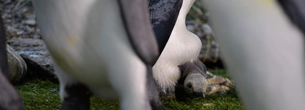Junger Königspinguin im Zoo Zürich.