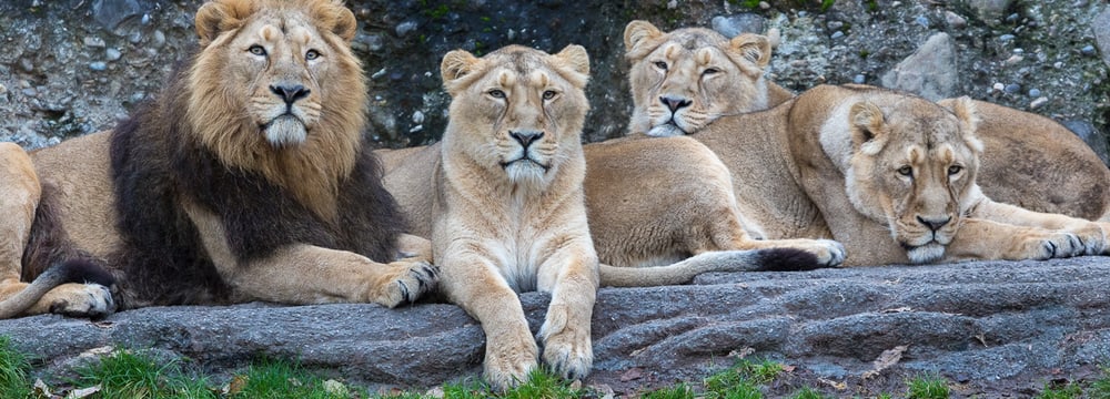 Indische Löwen im Zoo Zürich.