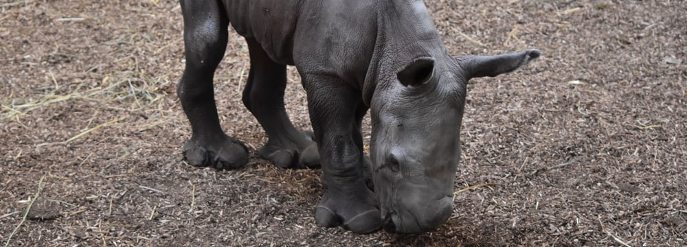 Breitmaulnashorn Ushindi im Zoo Zürich.
