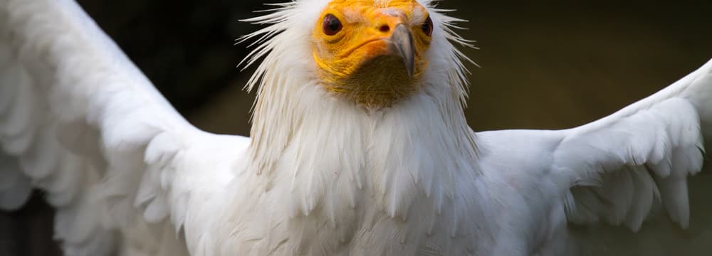 Schmutzgeier im Zoo Zürich.