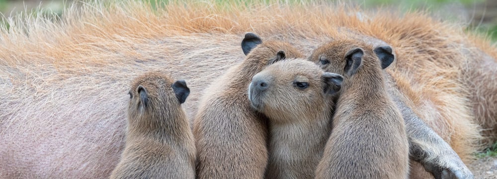 Junge Capybaras im Pantanal des Zoo Zürich.
