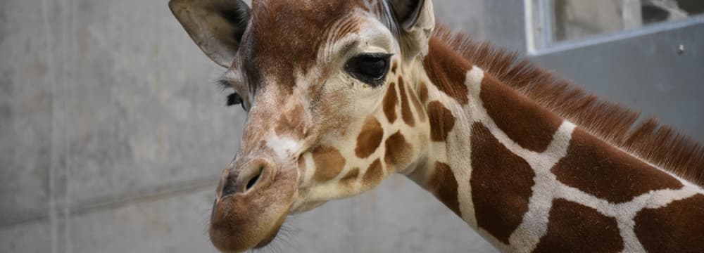 Netzgiraffe in der Quarantäne im Zoo Zürich.