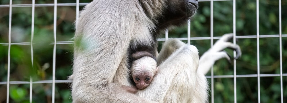Junger Kappengibbon im Zoo Zürich.