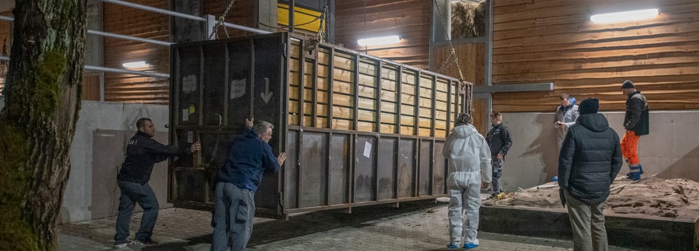 Ankunft Nashorn in der Lewa Savanne des Zoo Zürich