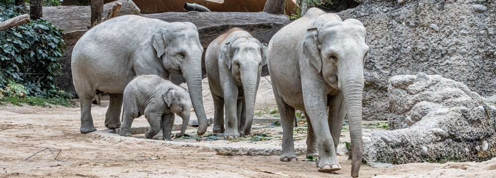 Asiatische Elefanten Chandra, Umesh, Omysha und Indi im Kaeng Krachan Elefantenpark.