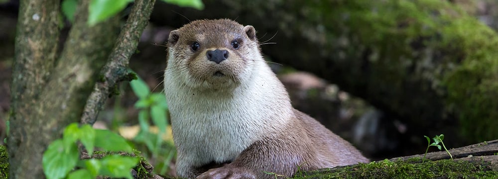 Europäischer Fischotter im Zoo Zürich.