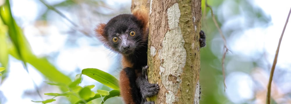 Junger Roter Vari im Masoala Regenwald im Zoo Zürich.
