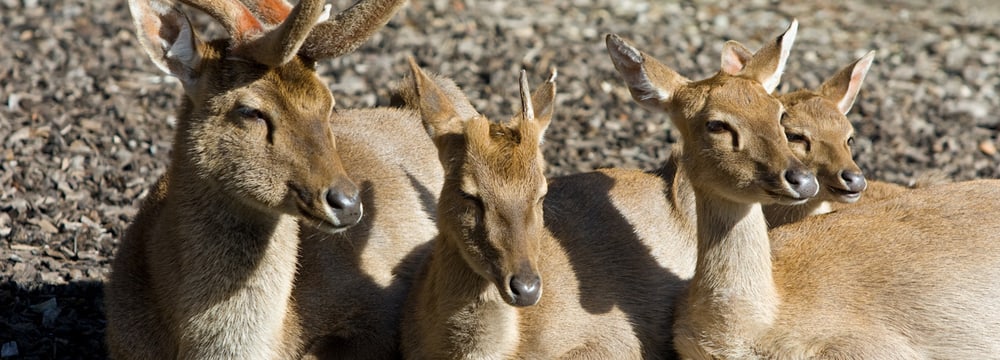 Burma-Leierhirsche im Zoo Zürich.