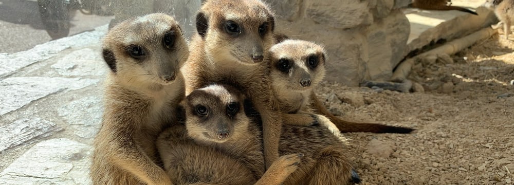Erdmännchen in der Lewa Savanne des Zoo Zürich.