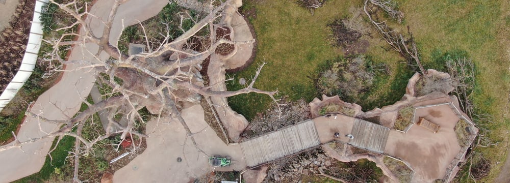 Blick auf Baobab und Steg in der Lewa Savanne im Januar 2020.