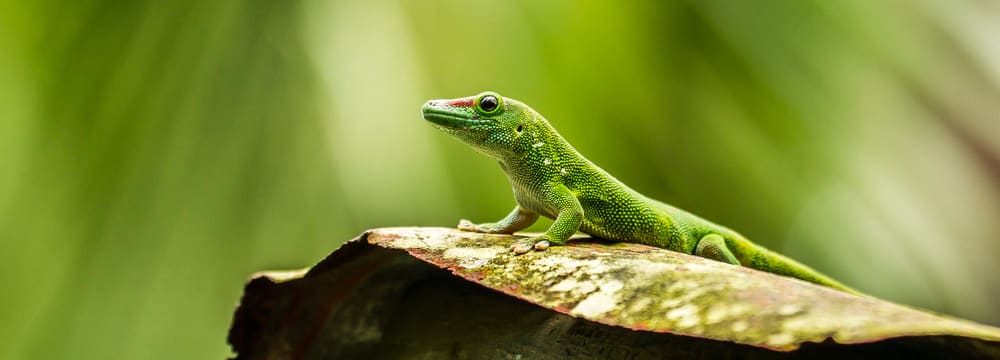 Grosser Madagaskar-Taggecko im Masoala Regenwald des Zoo Zürich.