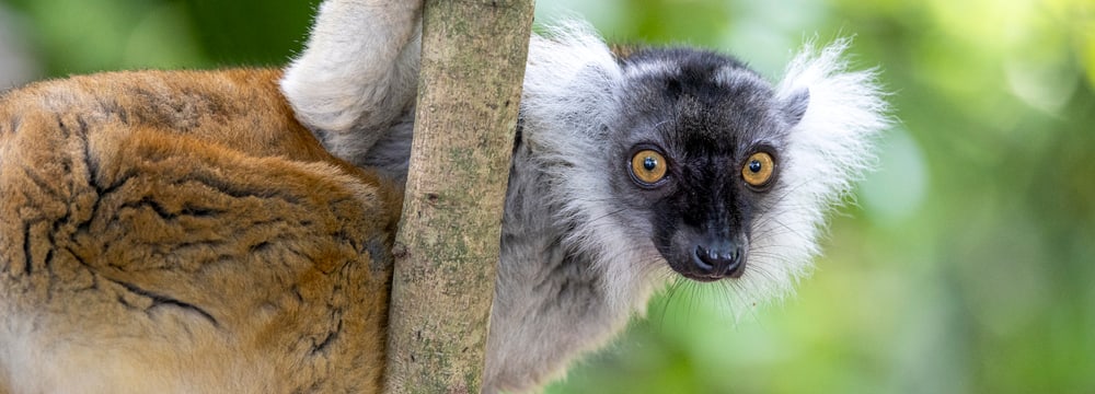 Mohrenmaki-Weibchen im Masoala Regenwald des Zoo Zürich.