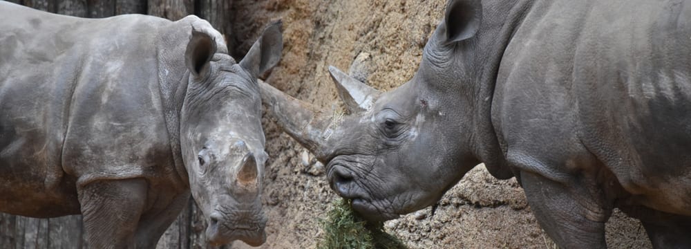 Südliches Breitmaulnashorn