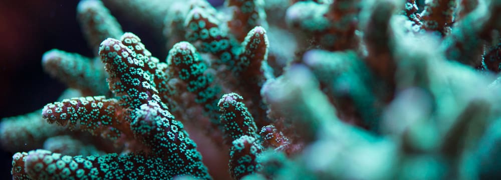 Corail dur au zoo de Zurich.