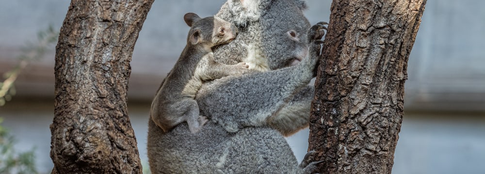 Koala Pippa mit Joey im Zoo Zürich.