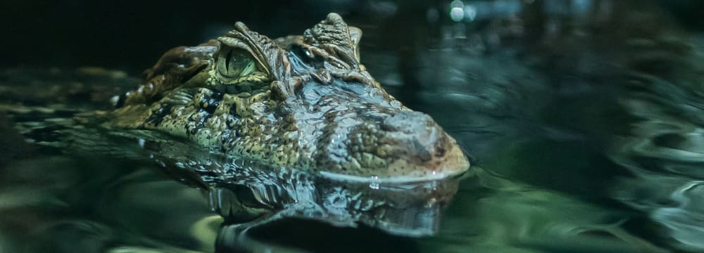 Breitschnauzenkaiman im Exotarium des Zoo Zürich.