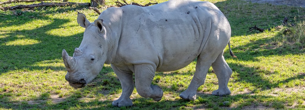 Nashornbulle Rami in der Lewa Savanne des Zoo Zürich