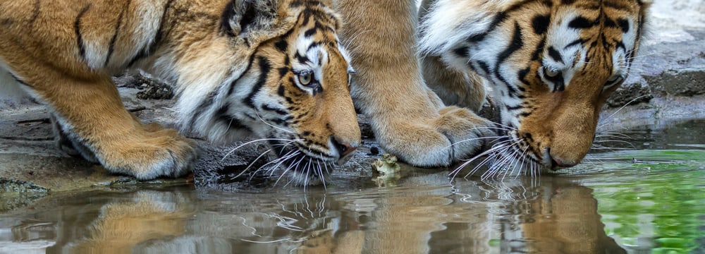 Amurtiger im Zoo Zürich