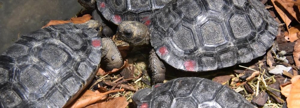 Junge Galapagos-Riesenschildkröten im Zoo Zürich.