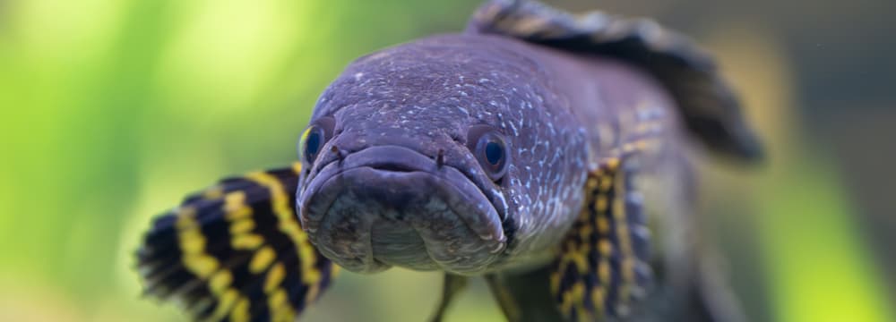 Goldfleck-Schlangenkopffisch im Aquarium des Zoo Zürich