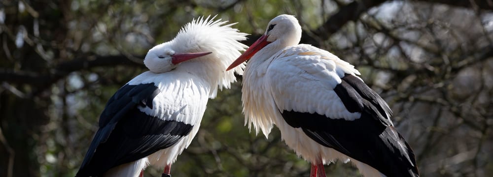 Zwei Weissstörche bei der Balz im Zoo Zürich.