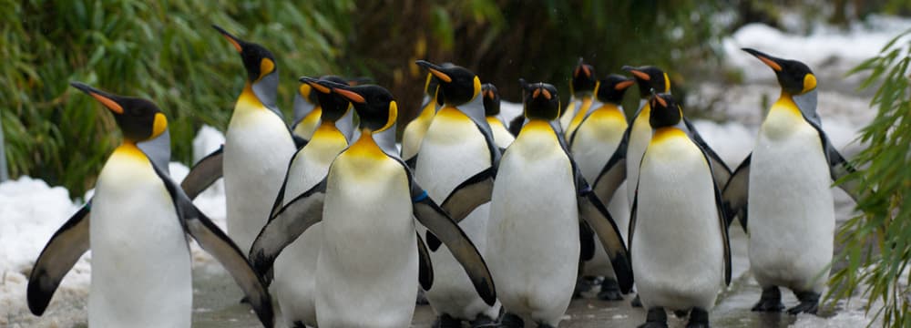 Königspinguine beim Spaziergang durch den Zoo Zürich.