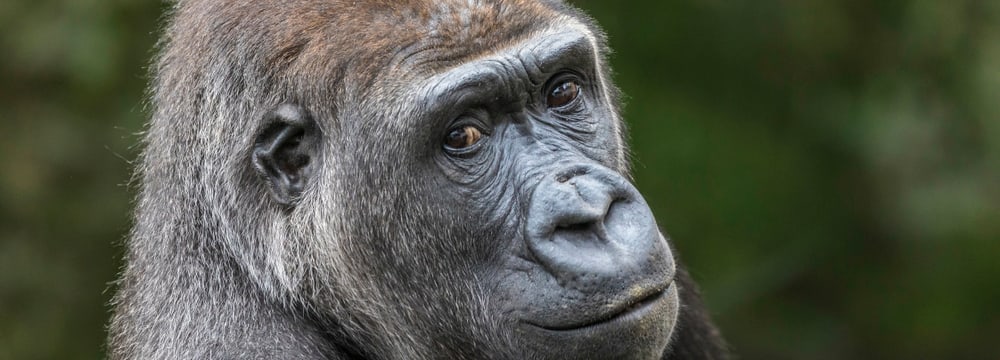 Westlicher Flachlandgorilla N'Yokumi im Zoo Zürich.