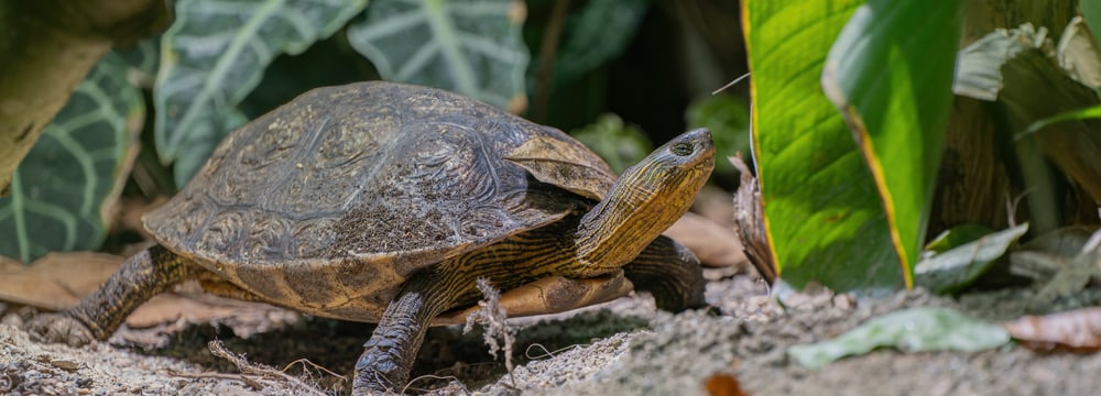 Chinesische Streifenschildkröte im Zoo Zürich