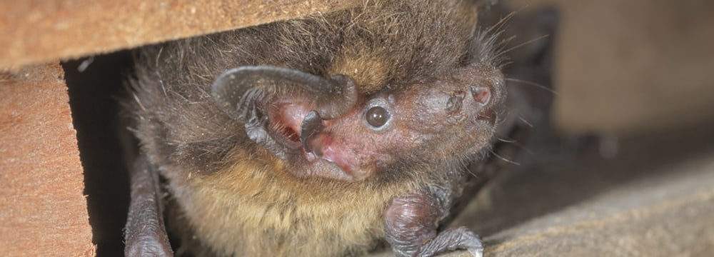 Nordfledermaus.