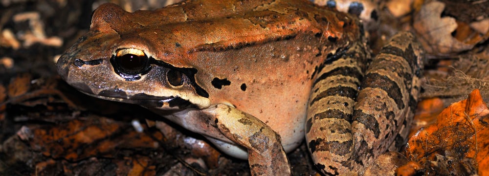 Antillen-Ochsenfrosch im Zoo Zürich.