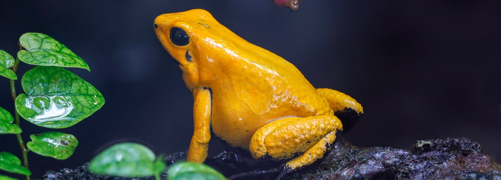 Goldener Pfeilgiftfrosch im Zoo Zürich.