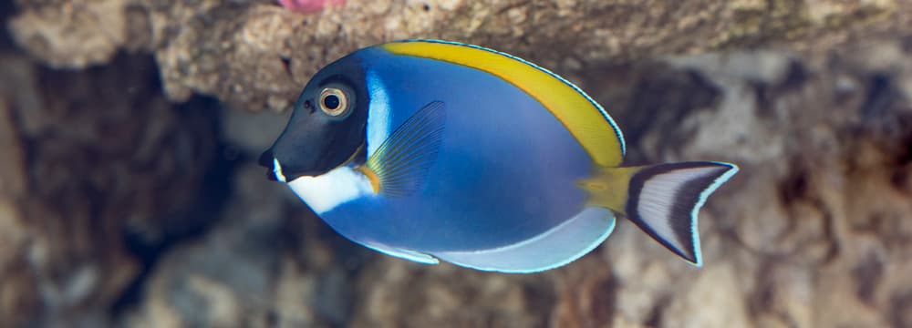 Weisskehl-Doktorfisch im Zoo Zürich